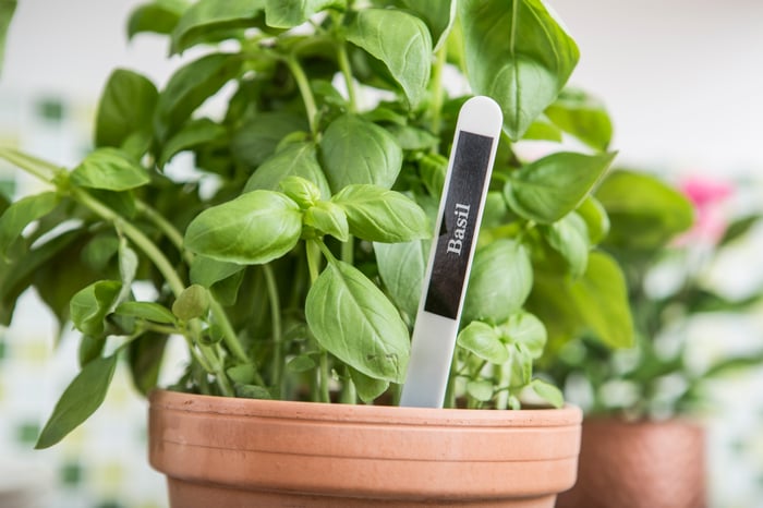 Identificar plantas em casa